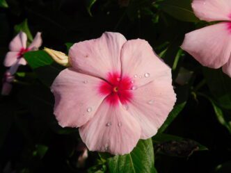 Annual Vinca