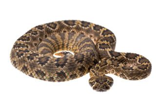 A coiled up rattlesnake