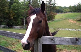 Photo of a horse looking over a fence