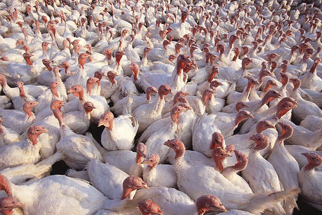 turkeys