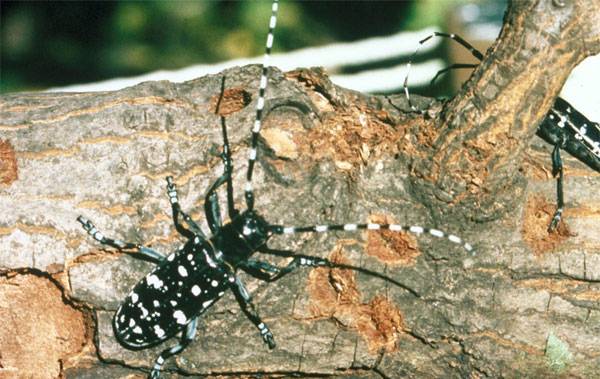 Asian longhorned beetles