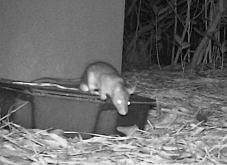 Roof rat