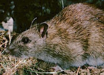 rat