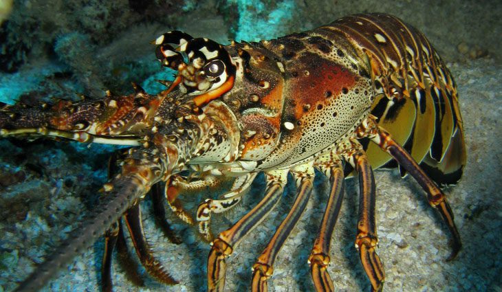 Spiny lobster