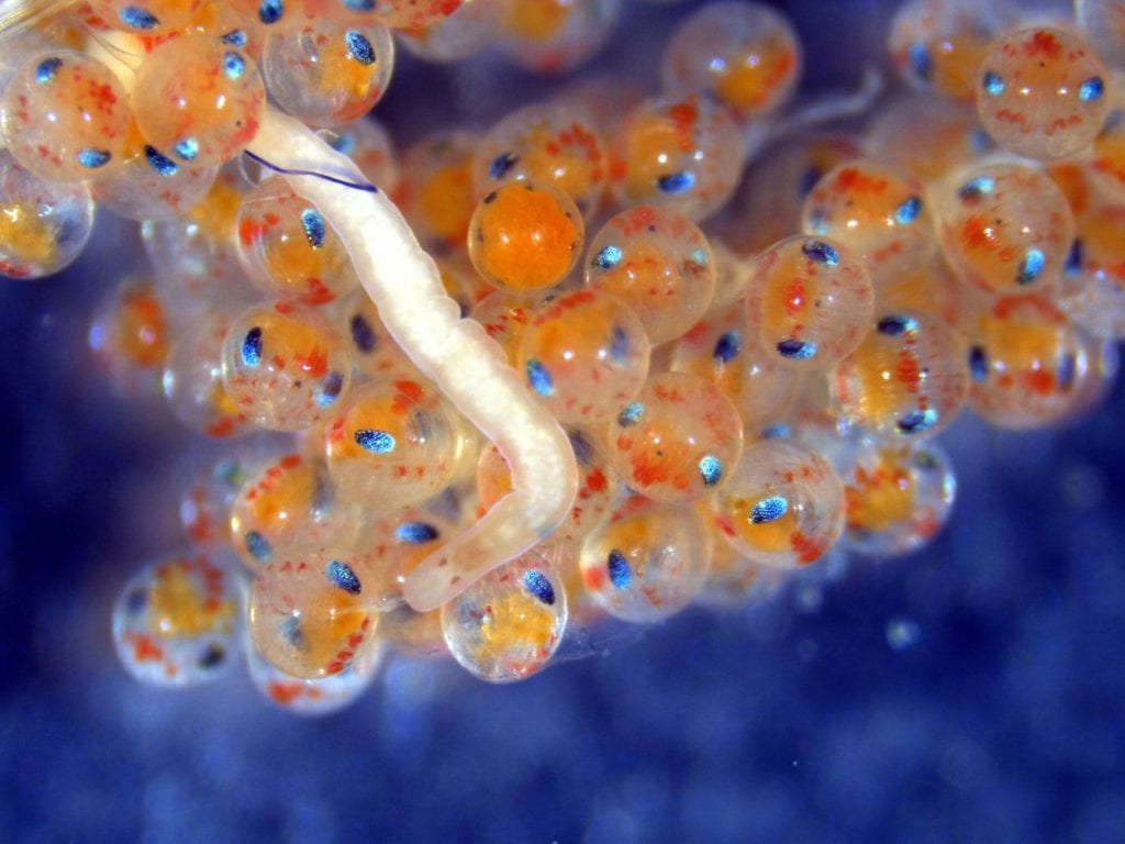Worm infesting lobster eggs