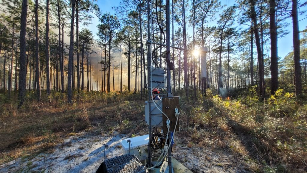 Sunlight filters through the pines on Hobcaw Barony.