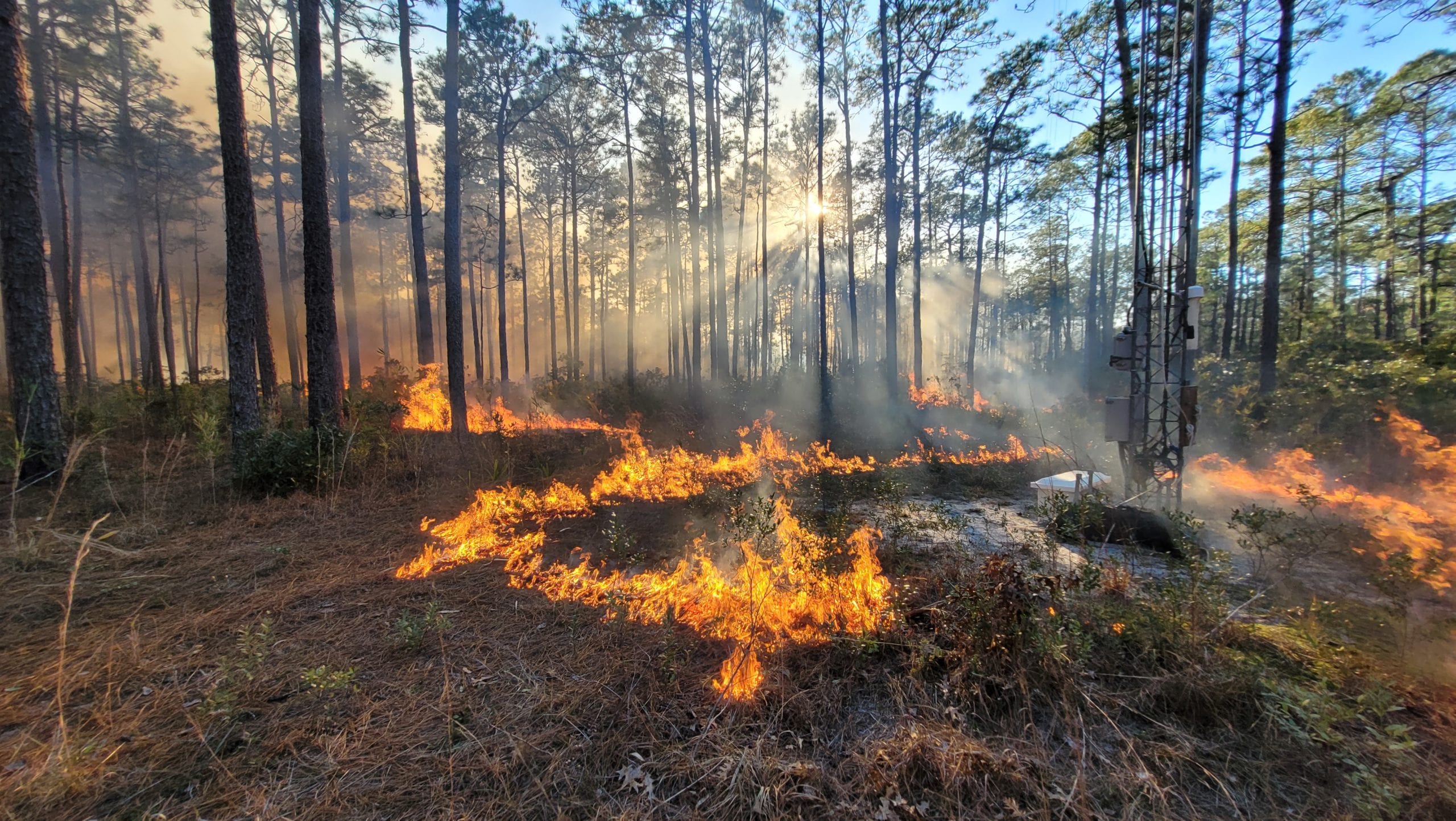 A prescribed fire burns near research tower.