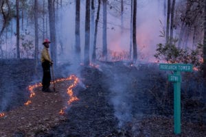 A prescribed burn smolders on Hobcaw Barony.