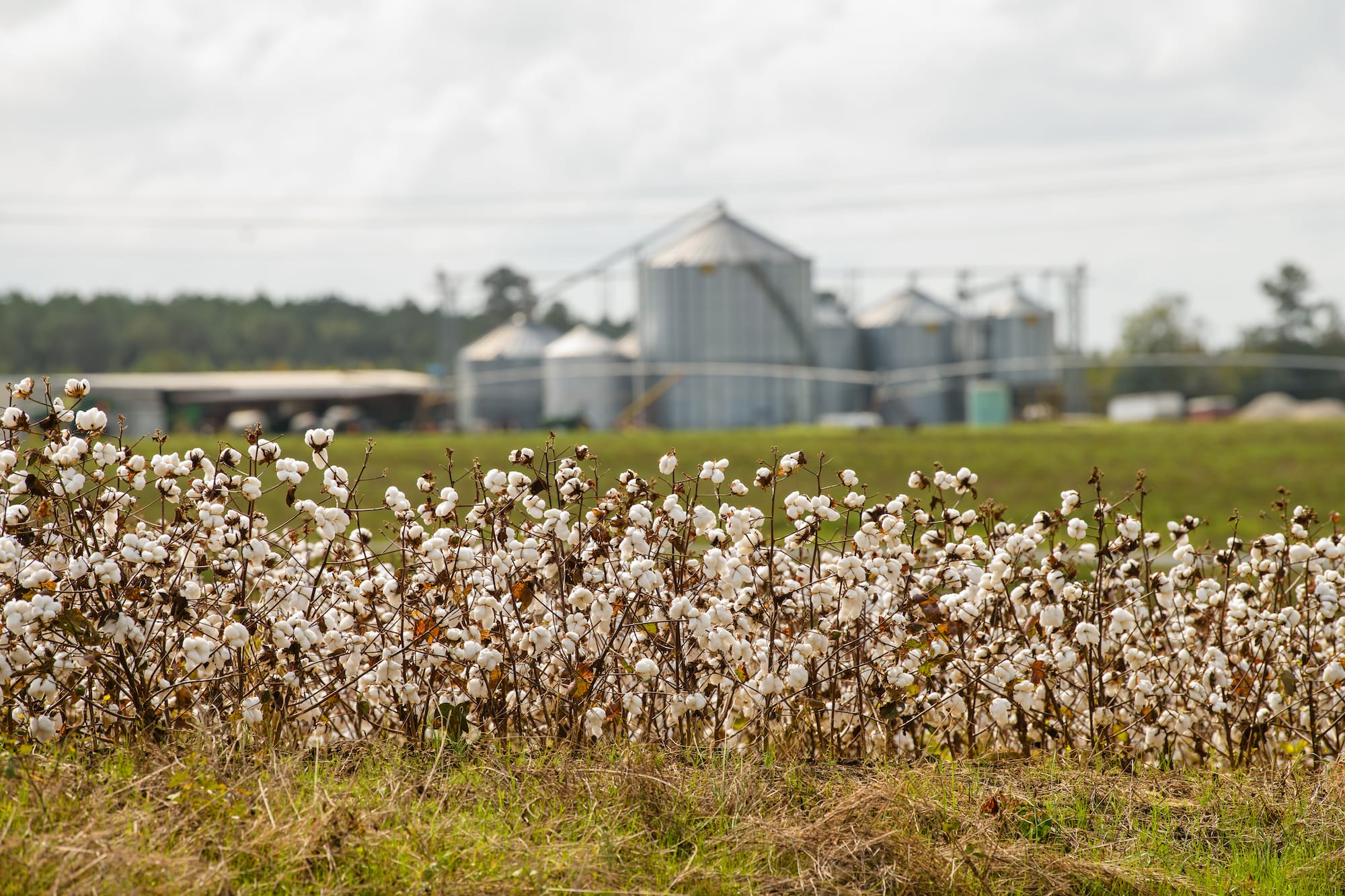Field of cotton