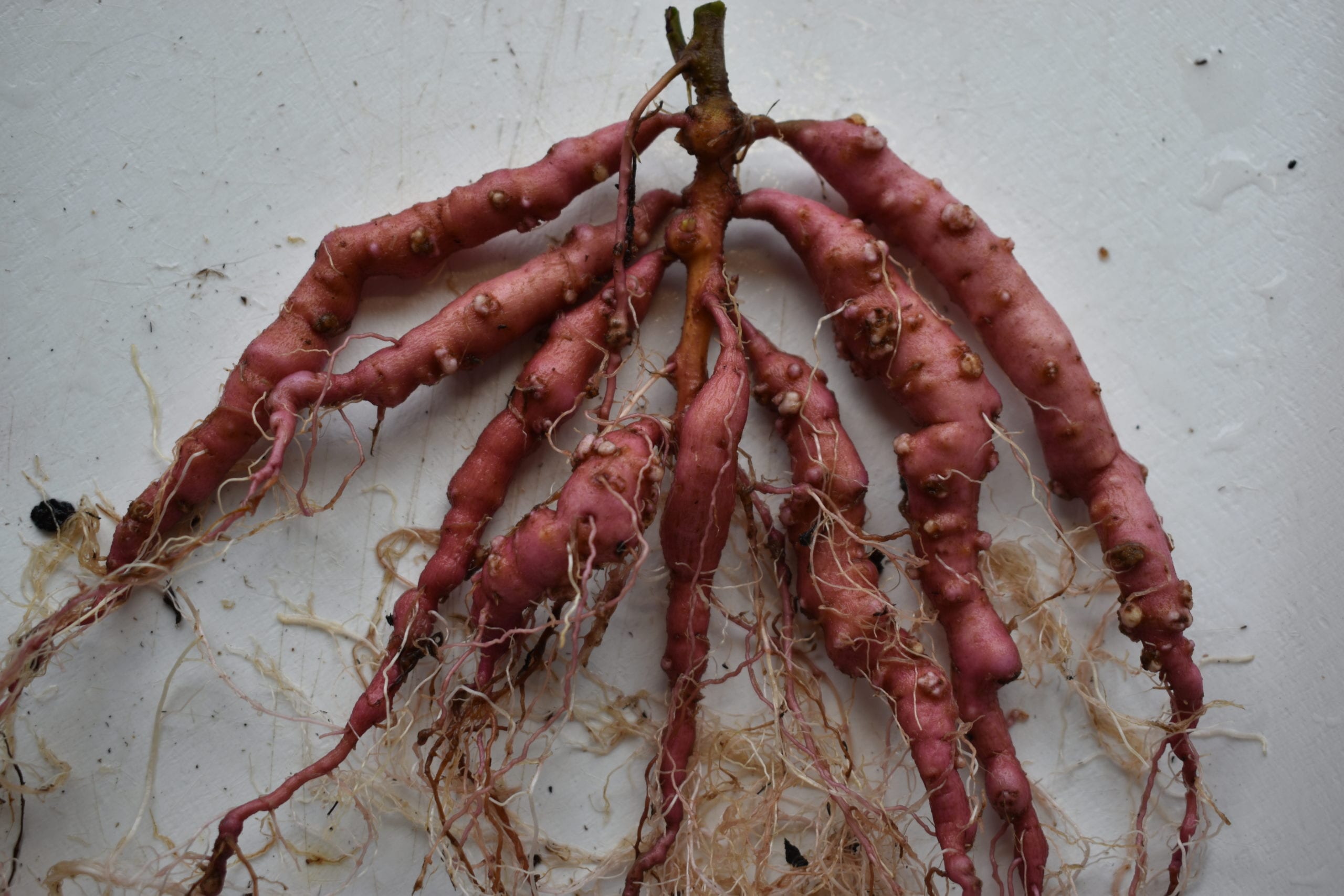 Sweet potato with bumps from infection