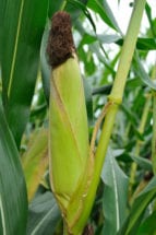 ear of corn on stalk