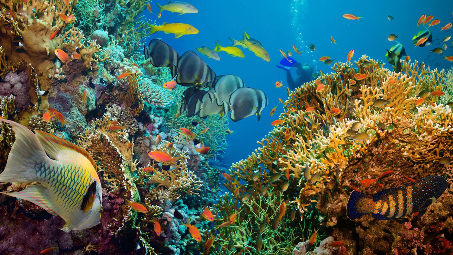 Fish in the ocean near coral reef.