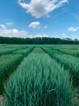 Clemson University researcher Rick Boyles has received a USDA-NIFA grant to study ways to incorporate genomics into wheat development for the southeastern United States.