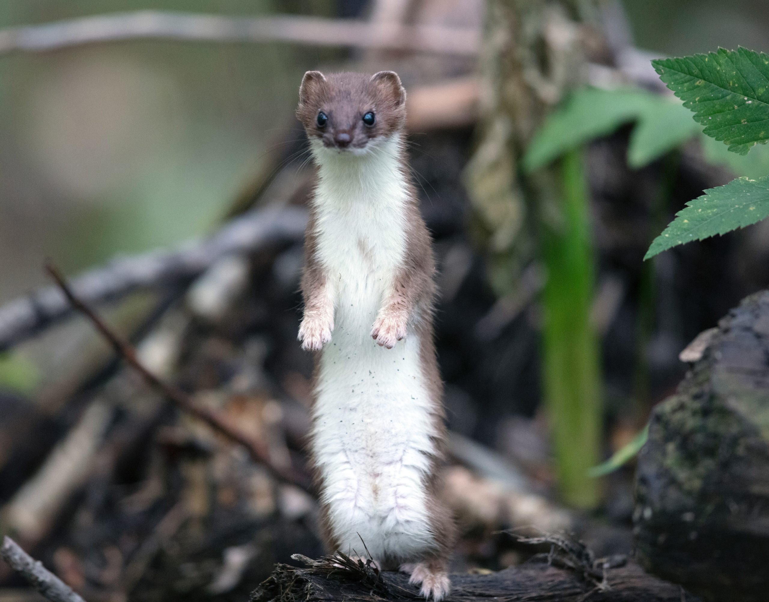 An ermine stands in the forest.