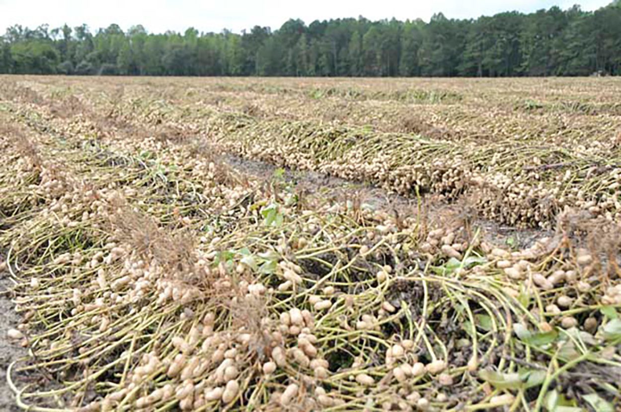 The 2021 Peanut, Horticulture and Agronomic Crop Field Day at Clemson University Edisto Research and Education Center in Blackville, South Carolina has been cancelled.