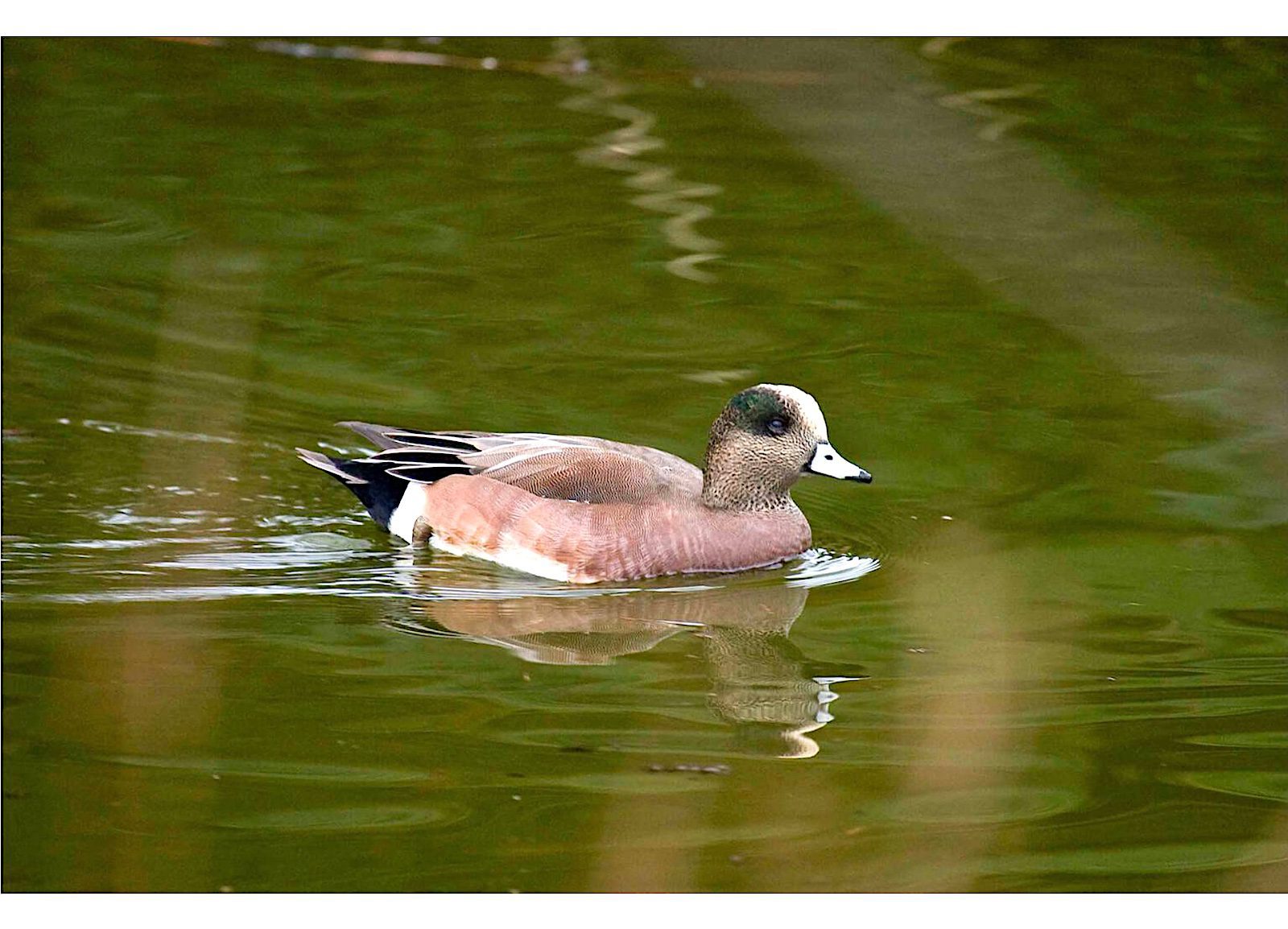 American wigeon