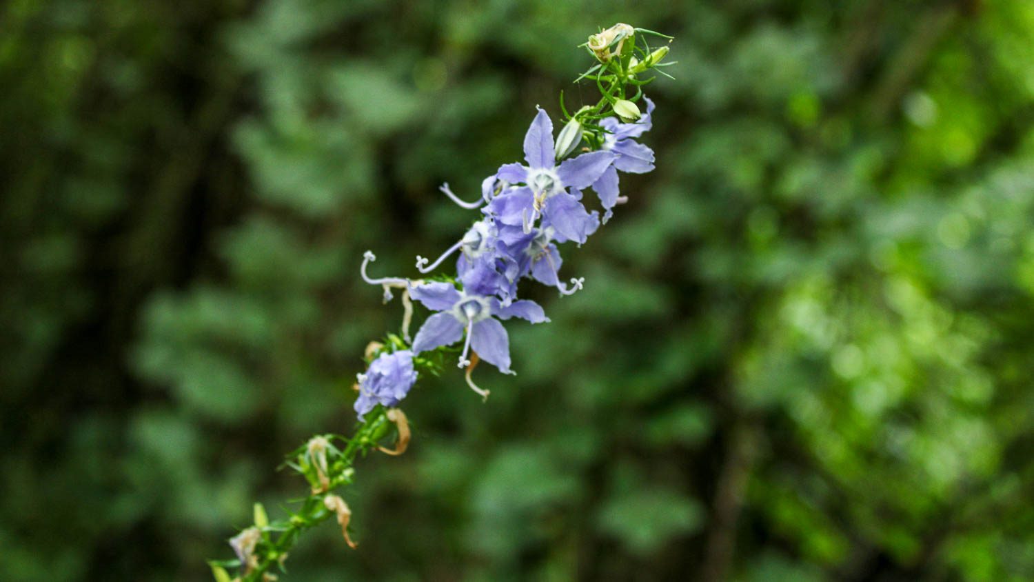 American bellflower