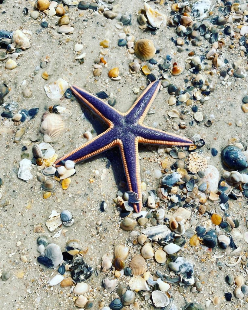 Orange and purple starfish