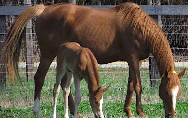 horses
