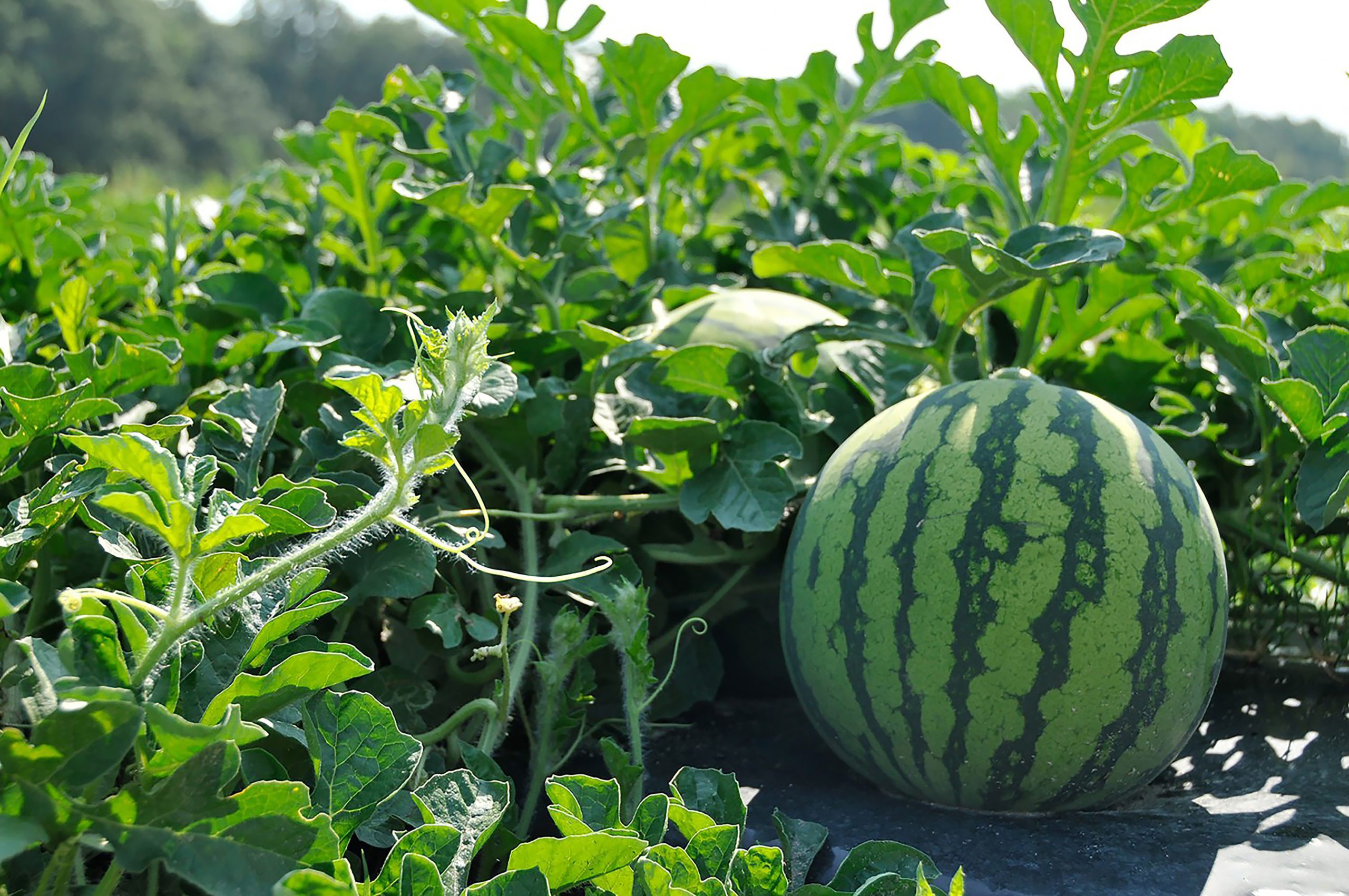 Watermelon is the largest acreage vegetable crop grown in South Carolina, which is the fifth-largest watermelon-producing state in the country. Part of the success of the state’s watermelon industry is due to the partnerships between growers and researchers at Coastal REC.