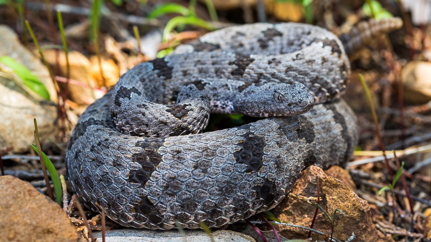 rock rattlesnake