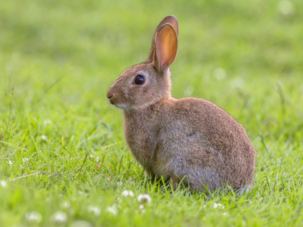 Wild rabbit in profile sitting in grass.