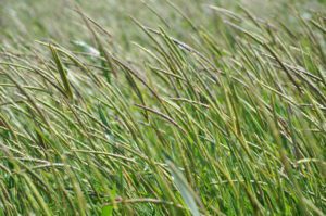 Black-grass