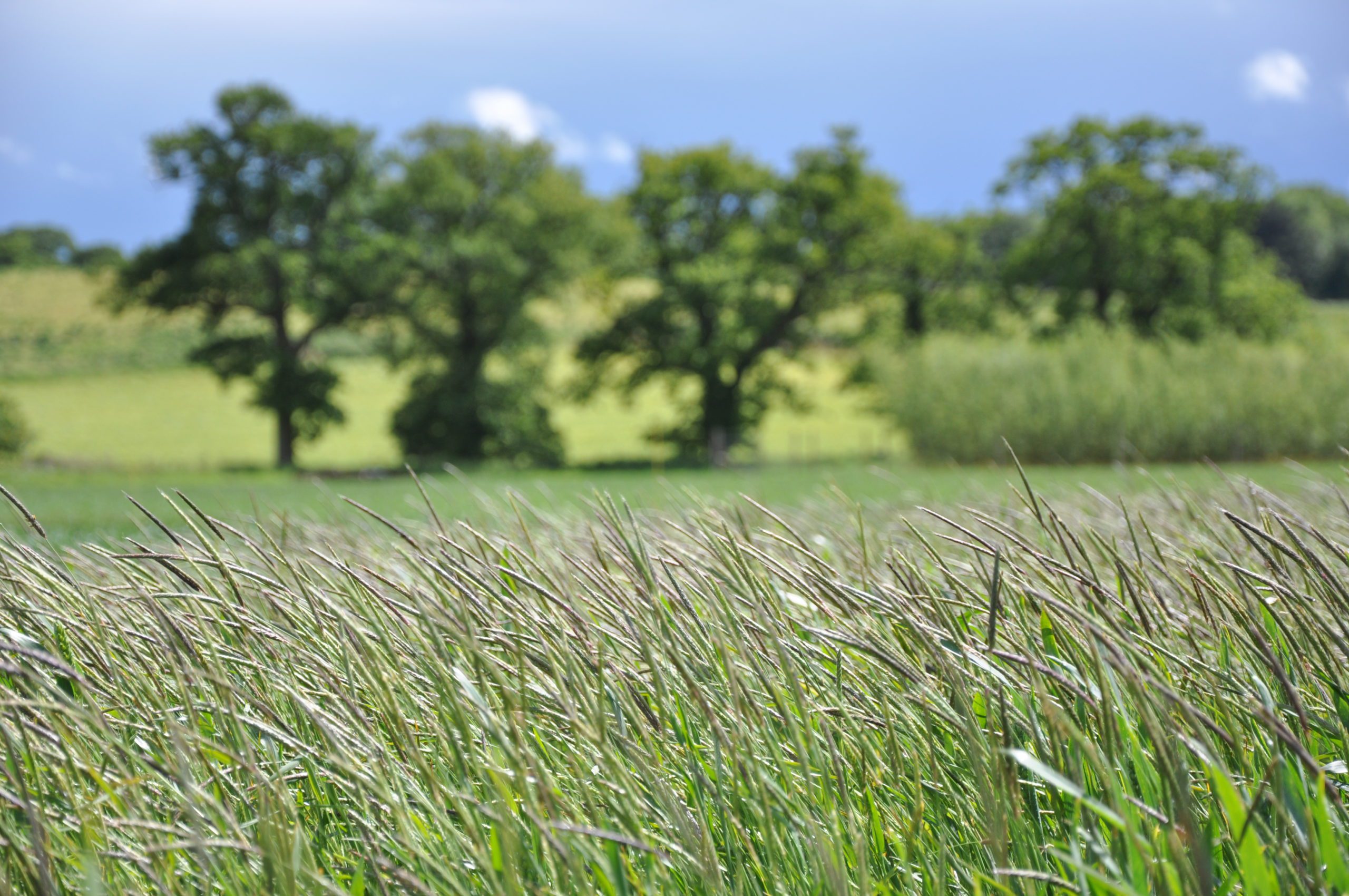 Black-grass