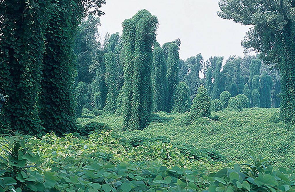 Kudzu covers a wide stretch of forest, with rising pillars of greenery marking where trees have been overcome with Kudzu.