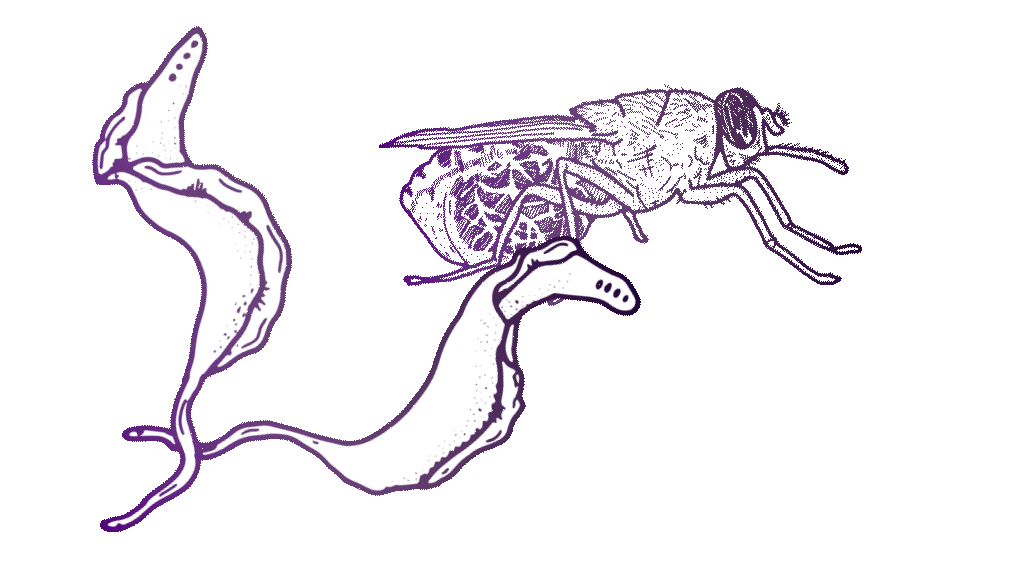 A purple line-sketch drawing of a tsetse fly and larvae moving in a slow, circular pattern. These are the parasites that cause African sleeping sickness.
