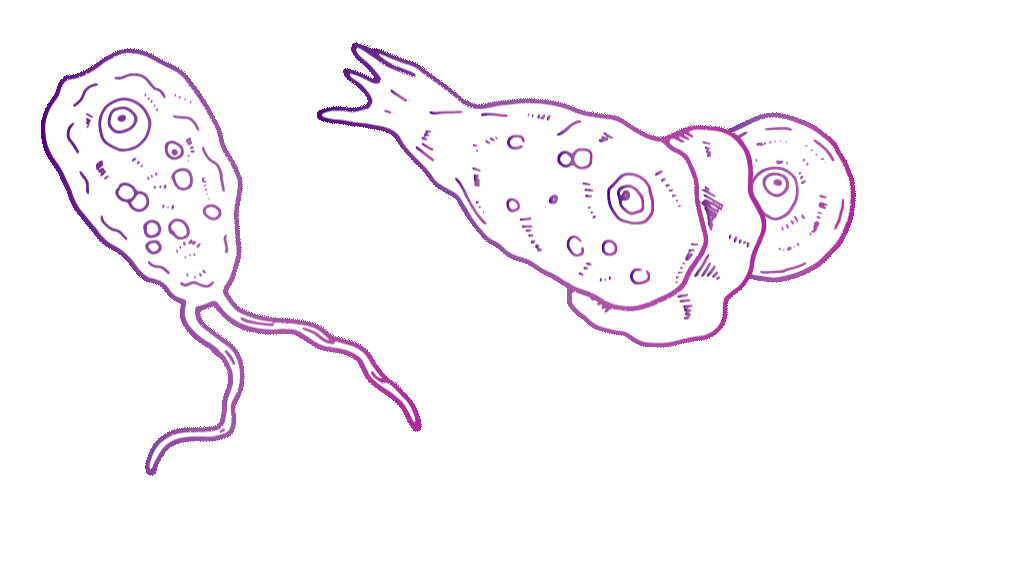 Three, purple line-sketch drawings. One has two long tentacles at the bottom of an oval shape, one is circular with a hole in the middle and one has fin-like cusps on the bottom and a wavy mane at the top. This is the pathogen that causes brain-eating amoeba: Naegleria fowleri.