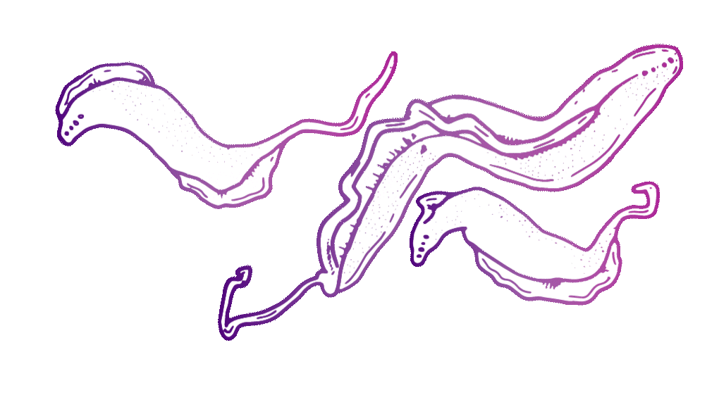 Three overlapping purple lline-sketch drawings of the parasite Trypanosoma cruziparasite that causes Chagas disease moving in a slow, counterclockwise motion.