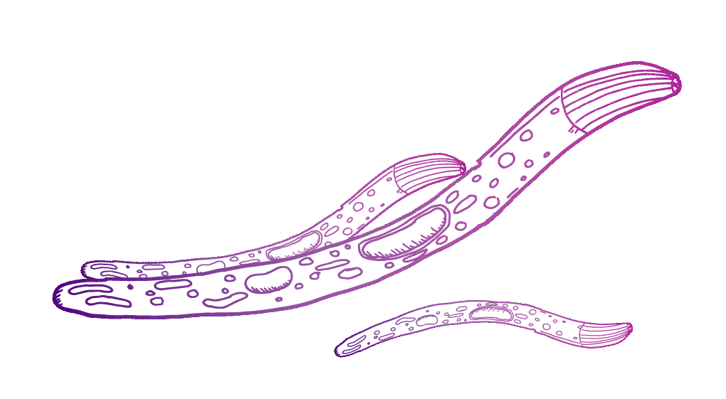 A purple line-sketch illustration of three overlapping worm-like figures slowly moving up and down. These are malaria pathogens.