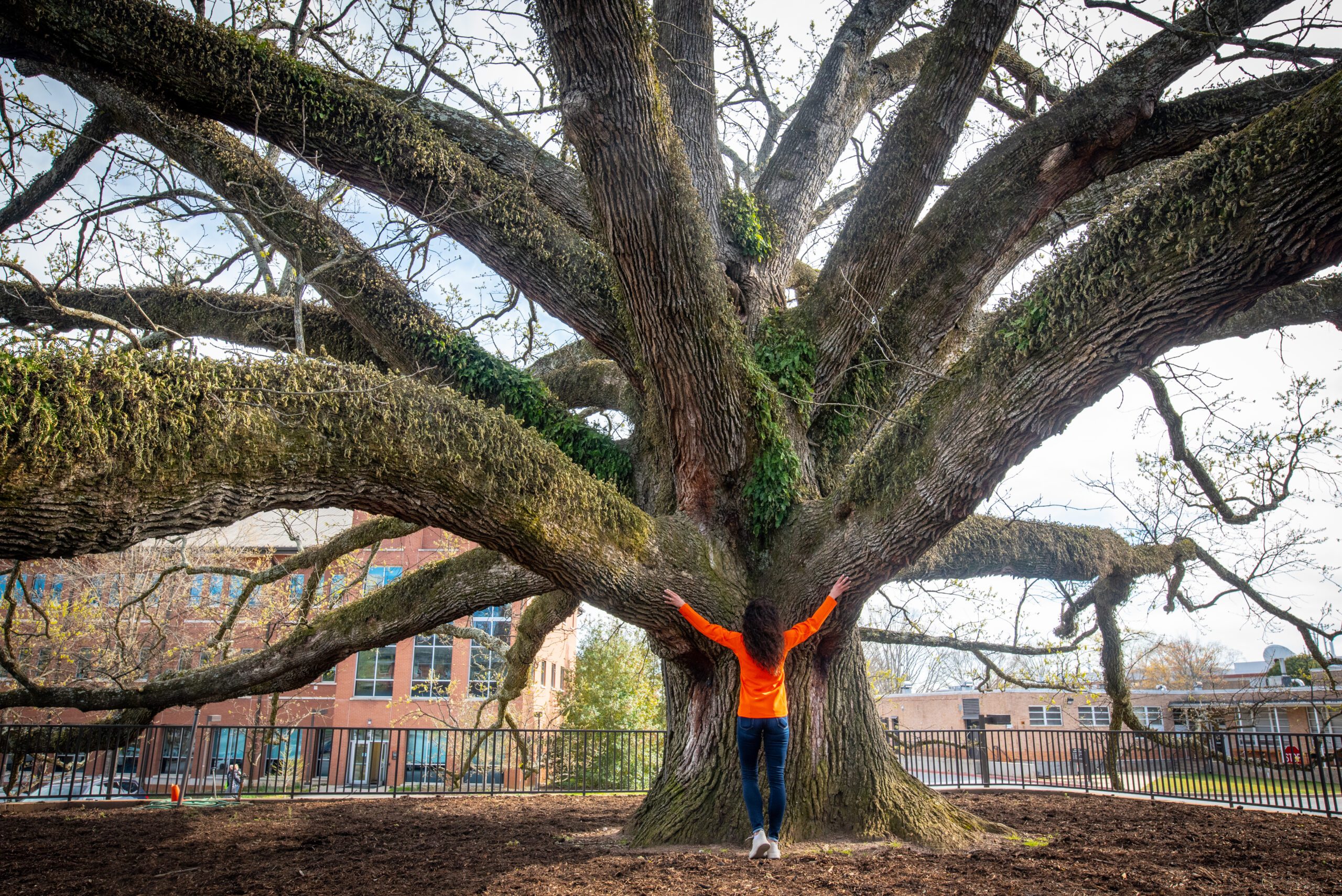 A woman stands at the base of a gigantic tree, holding her arms up to echo the huge branches