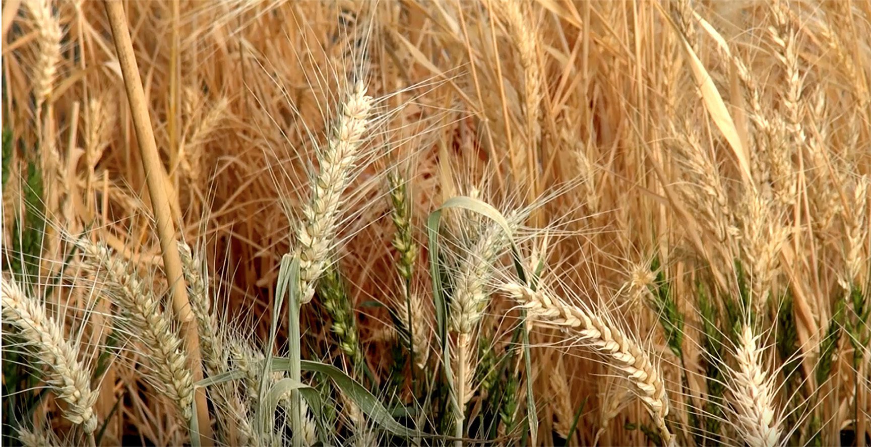 Wheat growing in greenhouse at Clemson Pee Dee REC.
