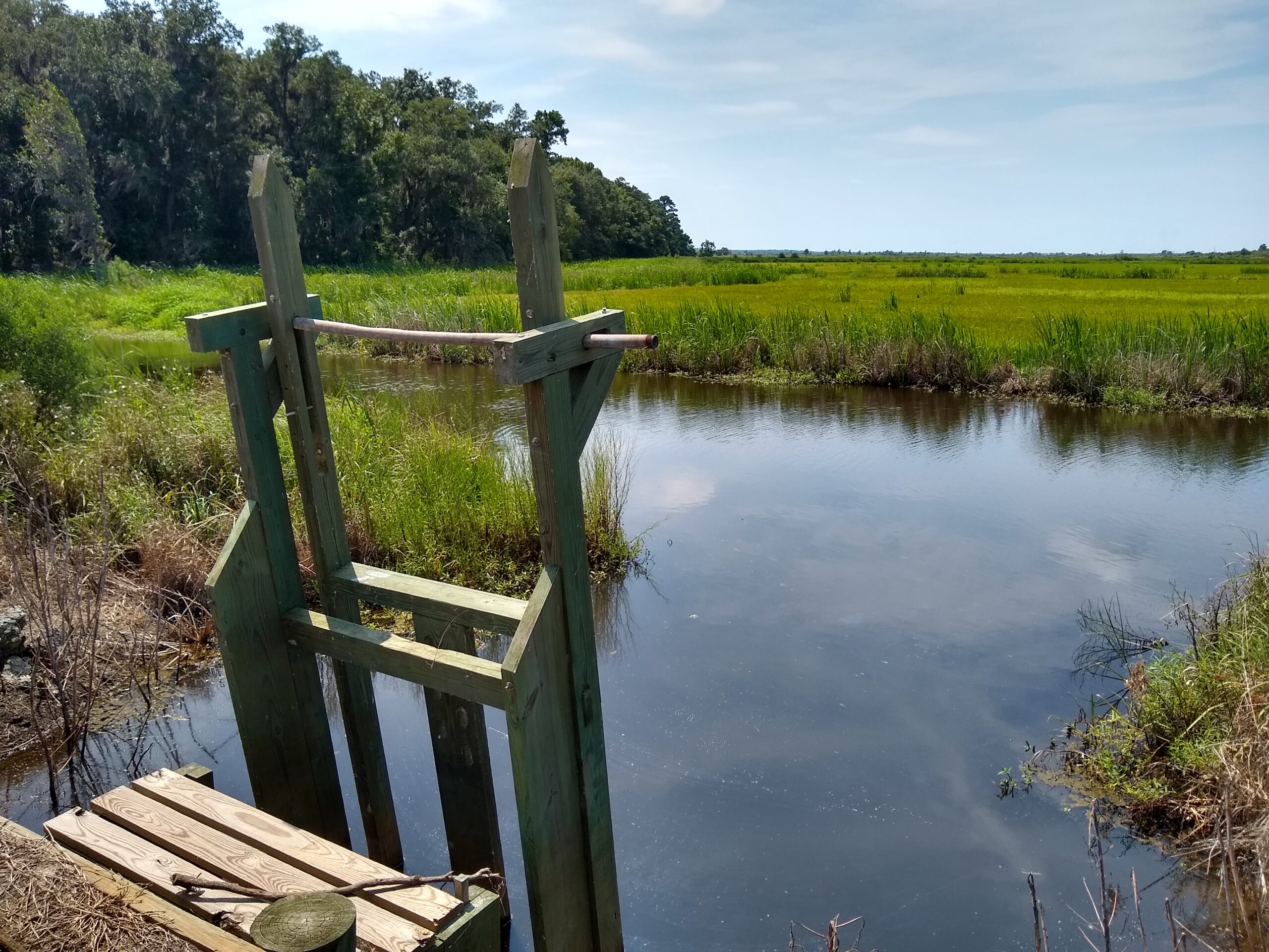 A wooden ladder descends into a creek with rice fields beyond it.