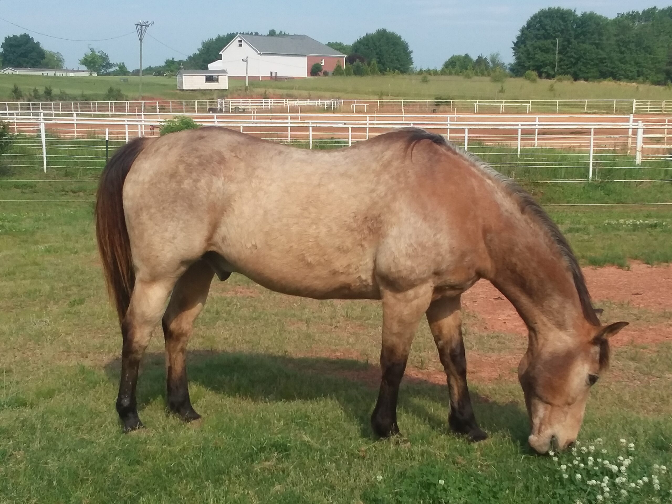 Roan horse grazing with white fence and white barn in the distant background.