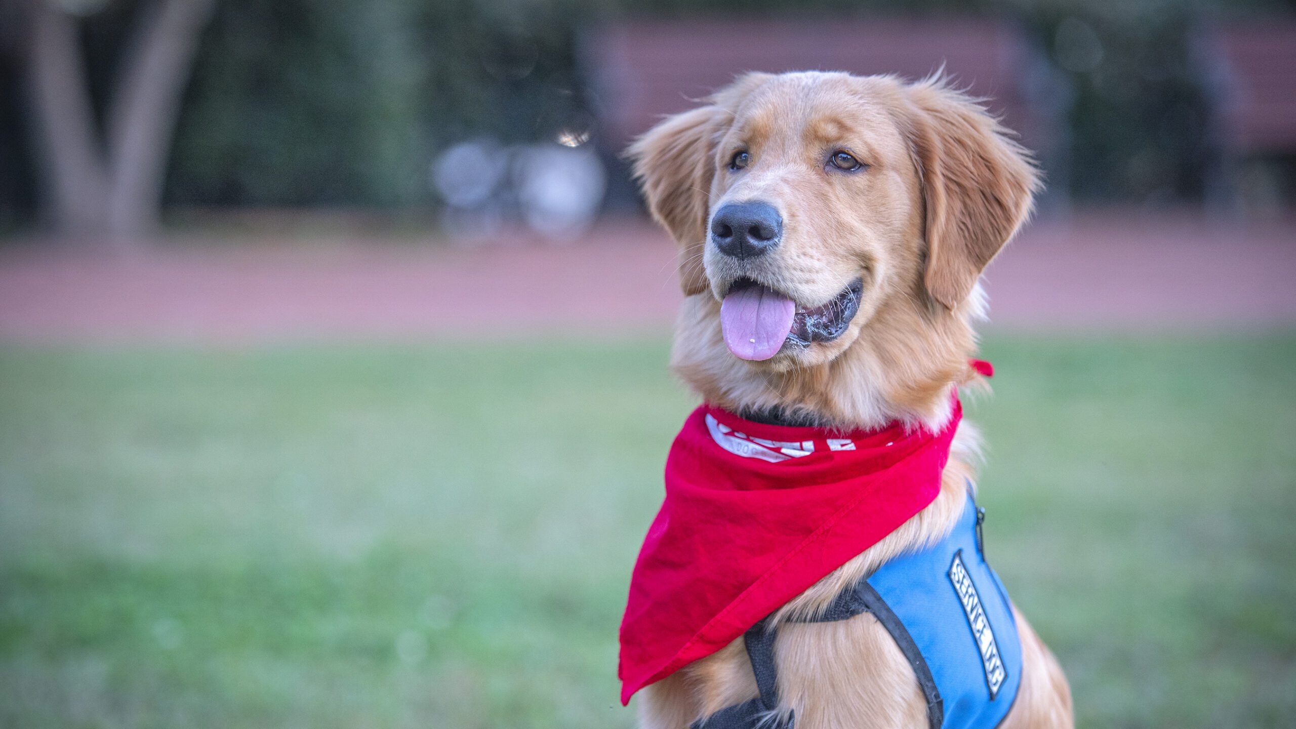 A service golden retreiver