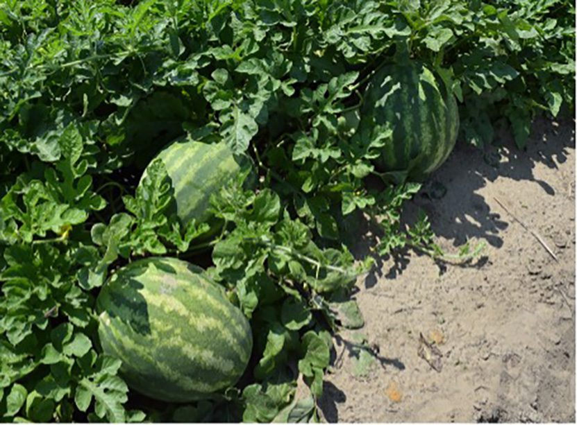 Organic watermelons