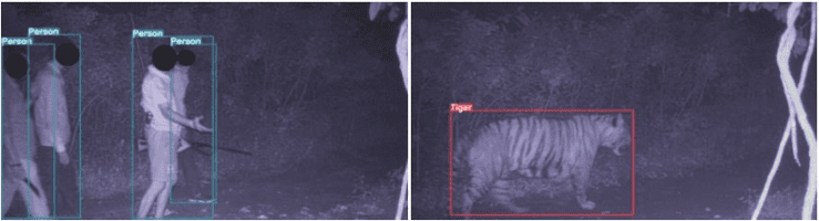 Poachers and tigers are detected on the TrailGuard AI cameras in India