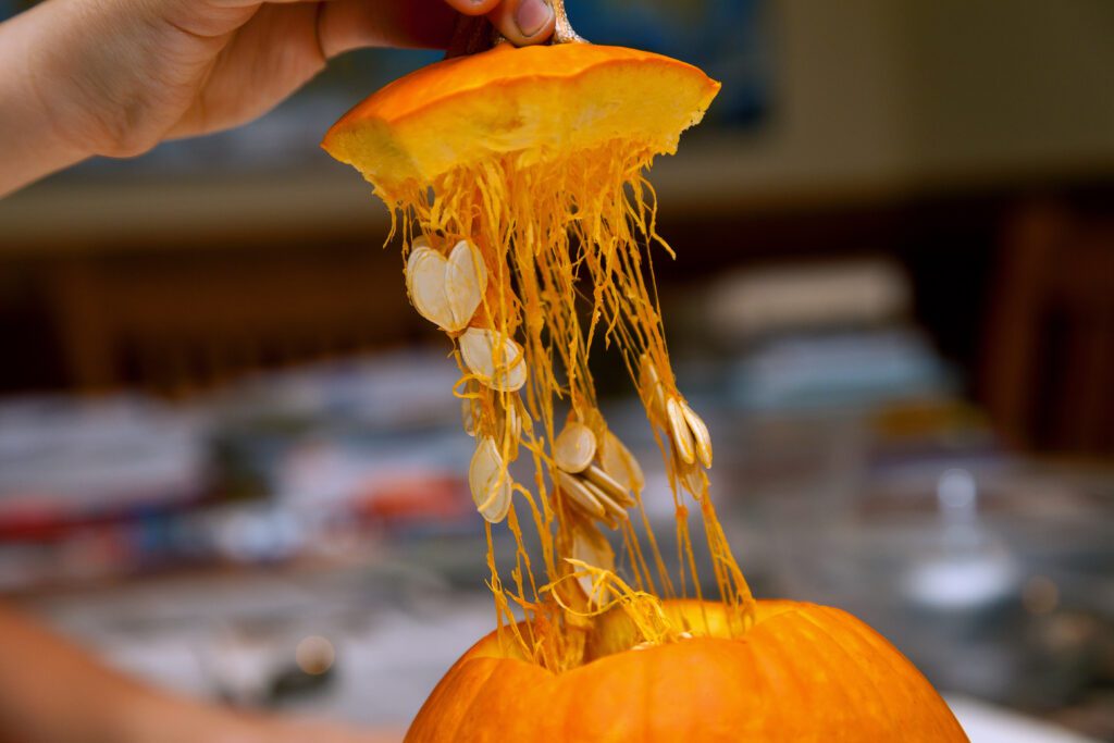 The hand of a man pulls the top of a Halloween pumpkin ready to scoop out the inside guts and seeds so it can be carved into a Jack-O-Lantern. Several seeds are caught in stringy guts of the pumpkin.