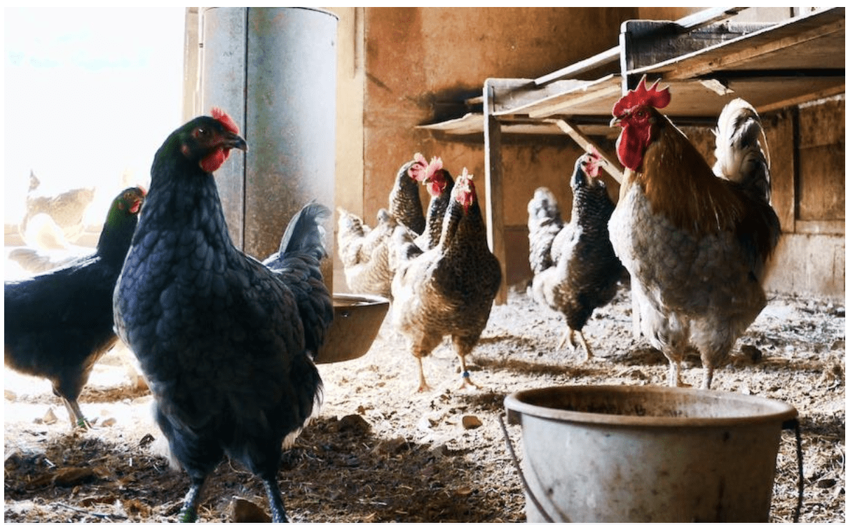 Chickens scratching around on a chicken coop