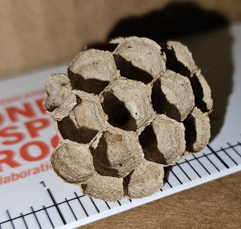 Yellow-legged Hornet's nest.