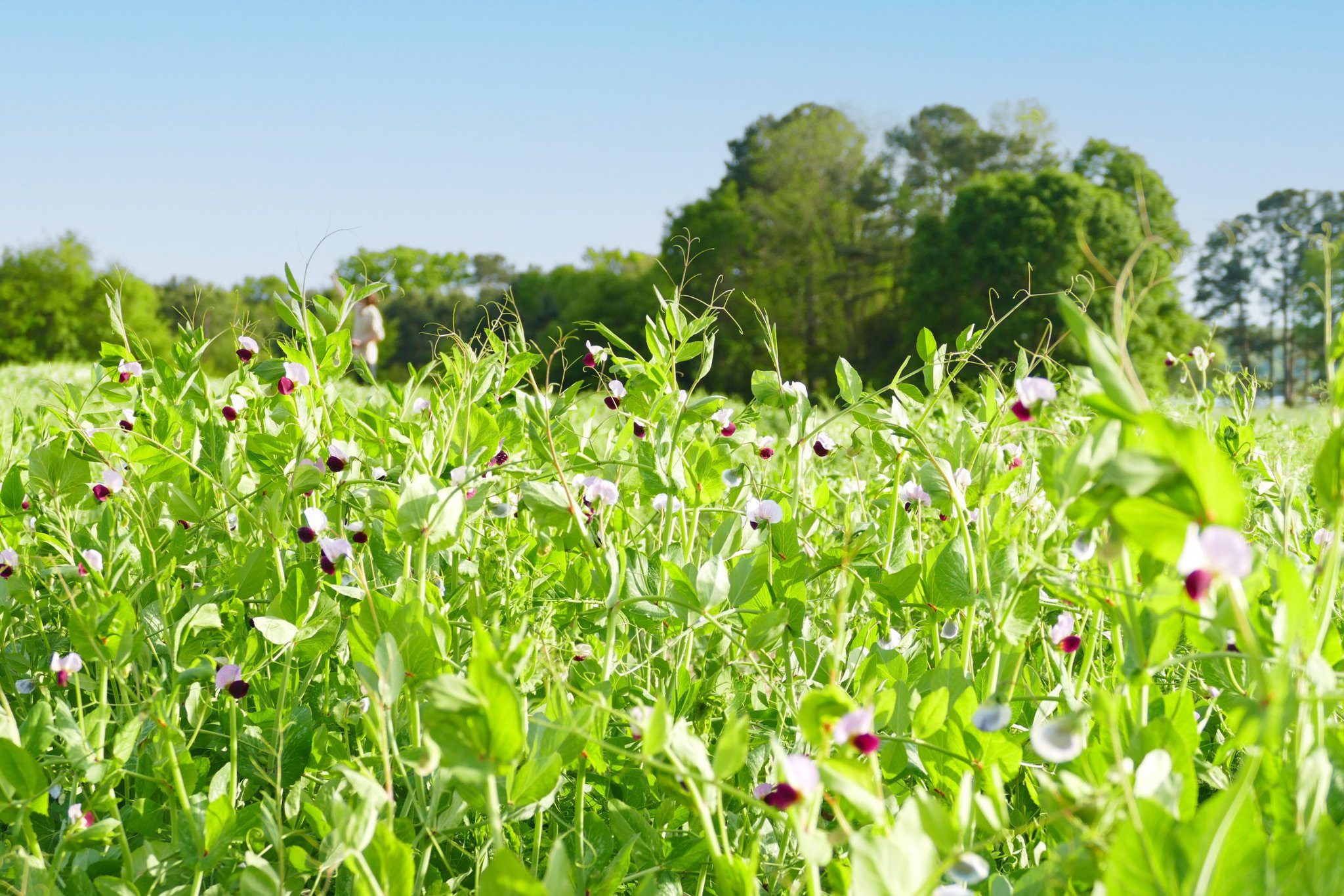 A team of researchers led by Clemson professor Dil Thavarajah is studying to develop organic pulse cultivars suitable for the Southern climate, especially South Carolina and North Carolina organic production systems.