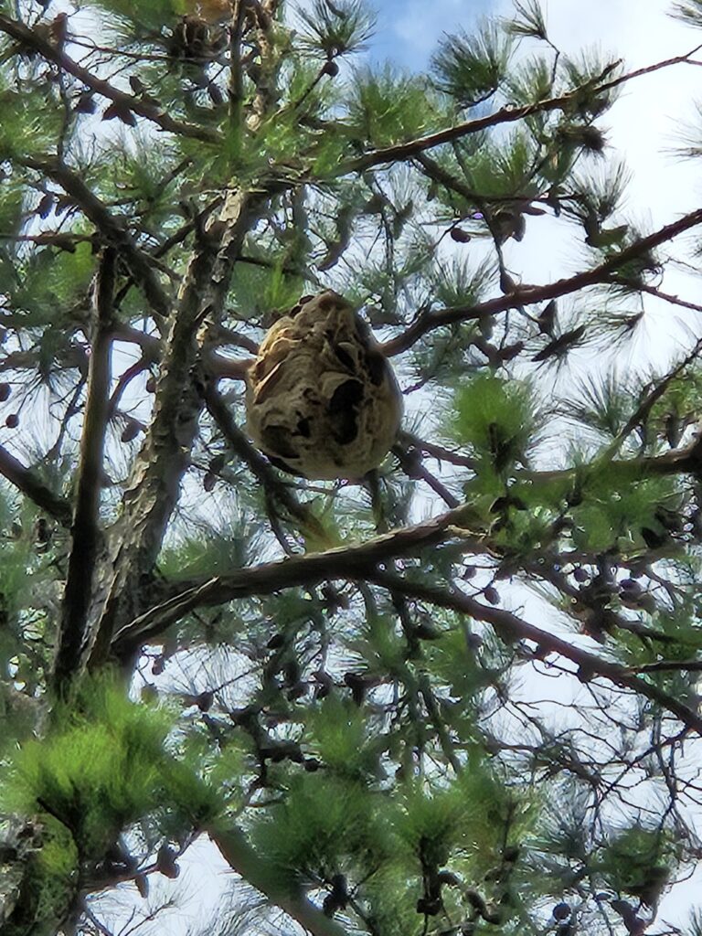 Yellow-legged hornet nest in a pine tree with pinecones.