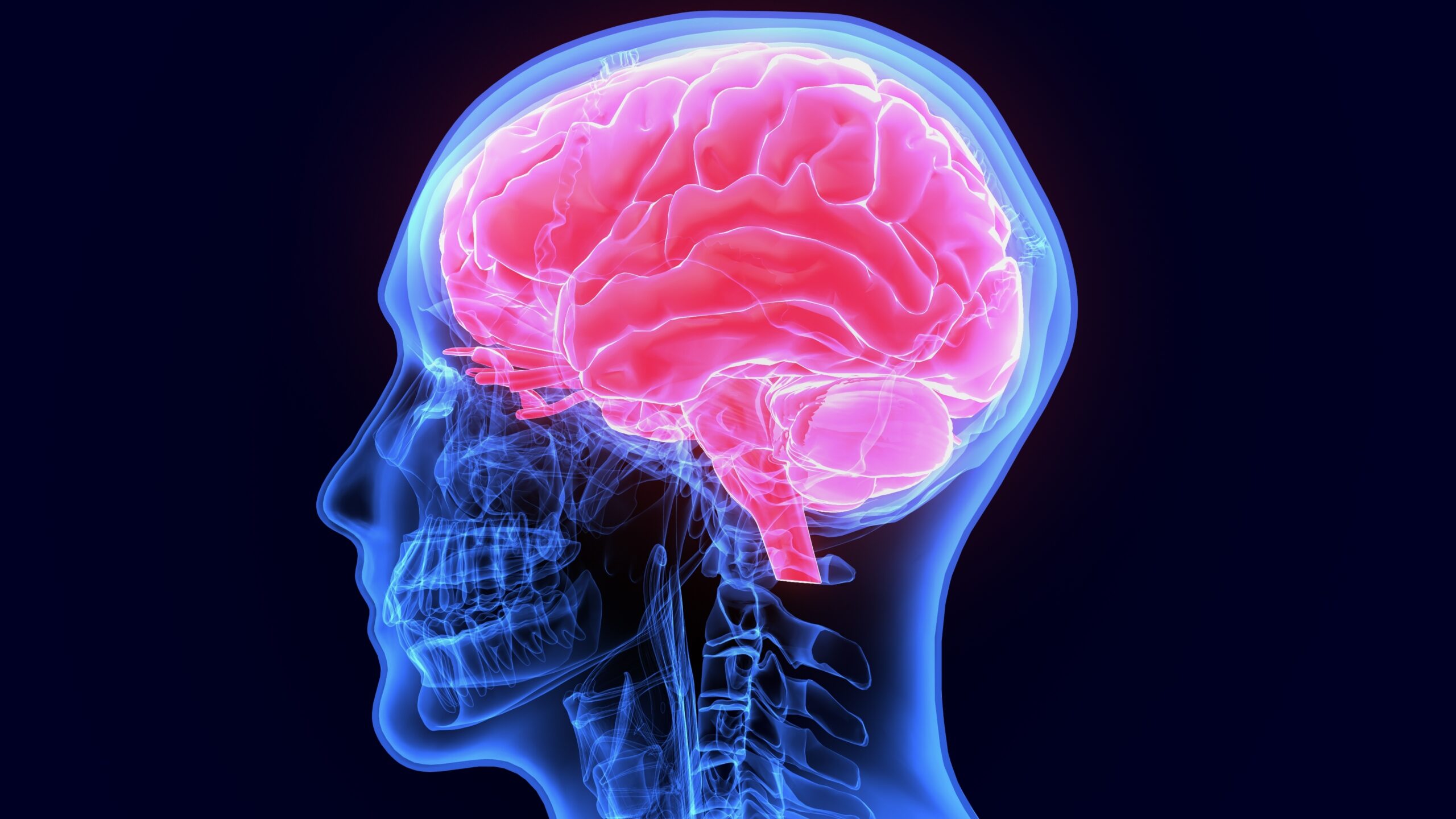 An illustration of a brain in a human skull that resembles an x-ray.