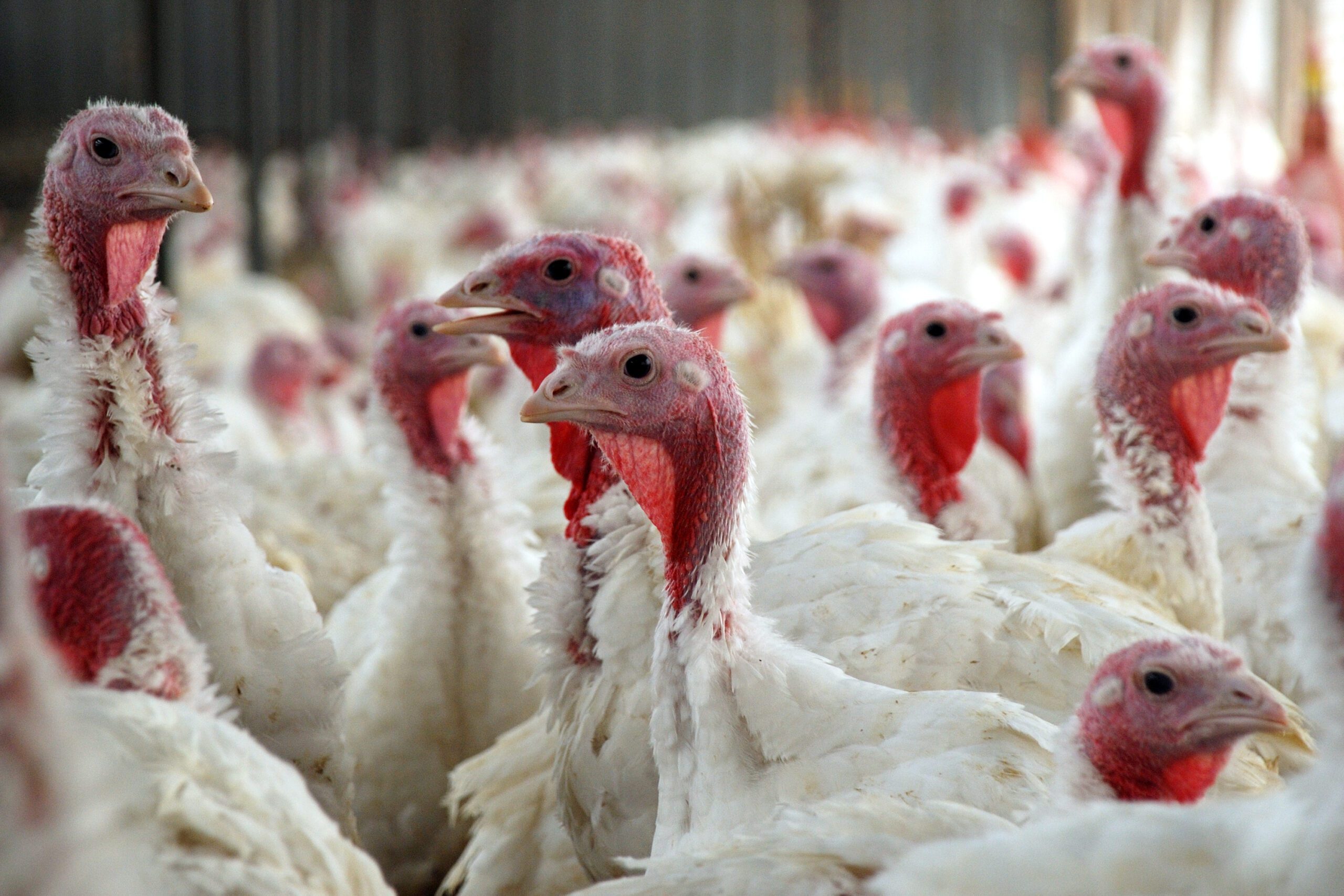 A flock of white turkeys