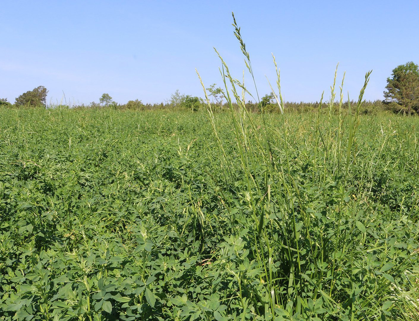 Field of green alfalfa at Clemson University's Edisto Research and Education Center in Blackville, South Carolina.