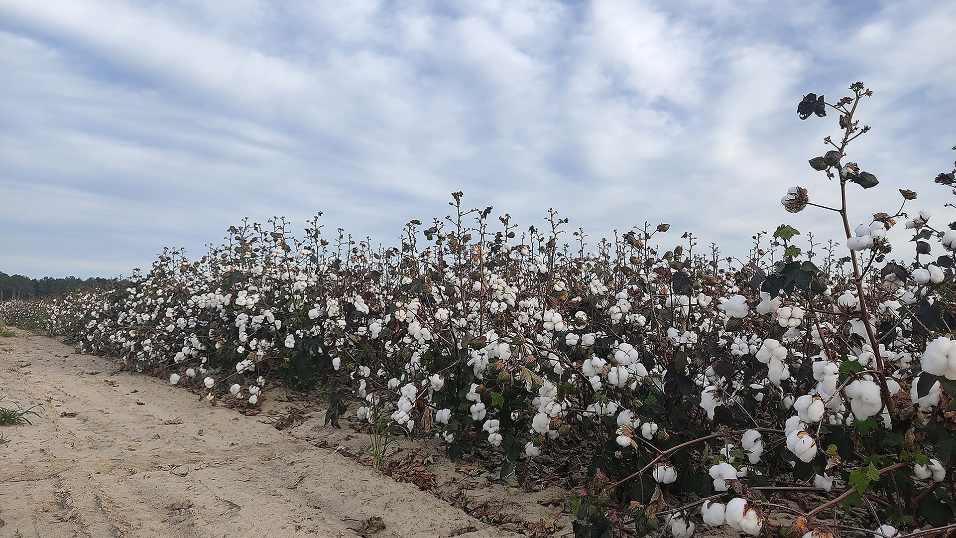 Cotton field at the Clemson University Pee Dee Research and Education Center in Florence, South Carolina.