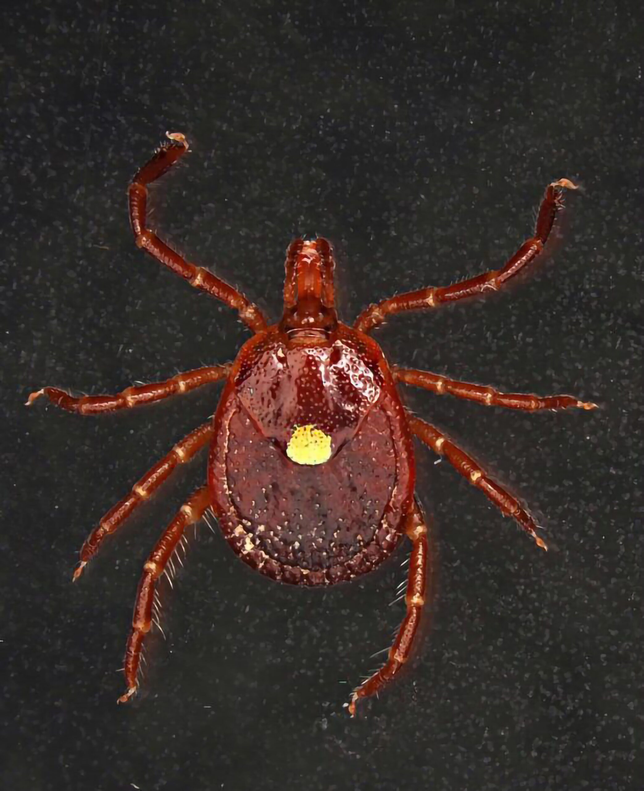 Close-up of a red tick with a yellow spot on its back.
